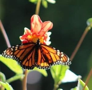 Meet your Posher, Laurie